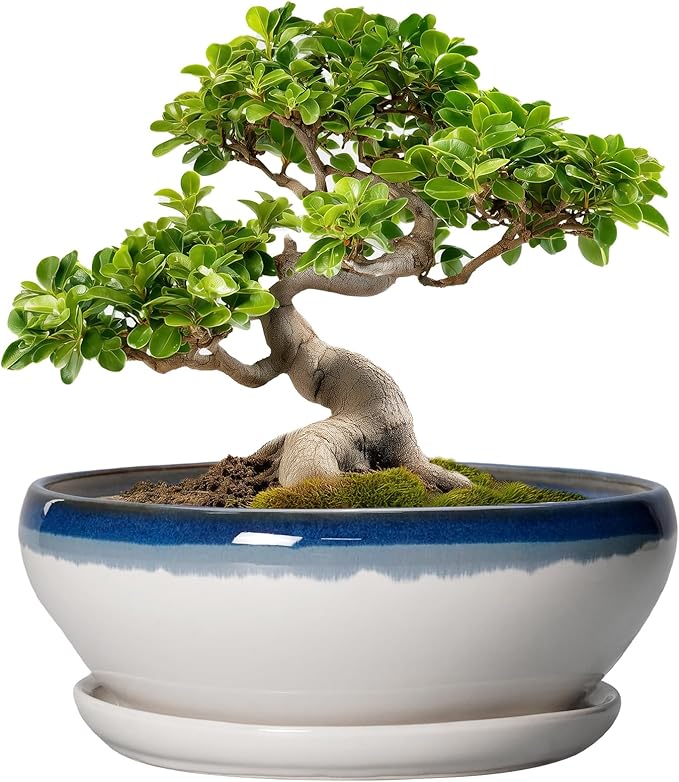 SQOWL Bonsai Pots - 10 Inch Ceramic Pots for Succulents Indoor, Shallow Planter with Drainage Hole and Saucer, Round Succulent Planters Bowl, Kitchen Decor, Housewarming Gifts, Blue Off-White