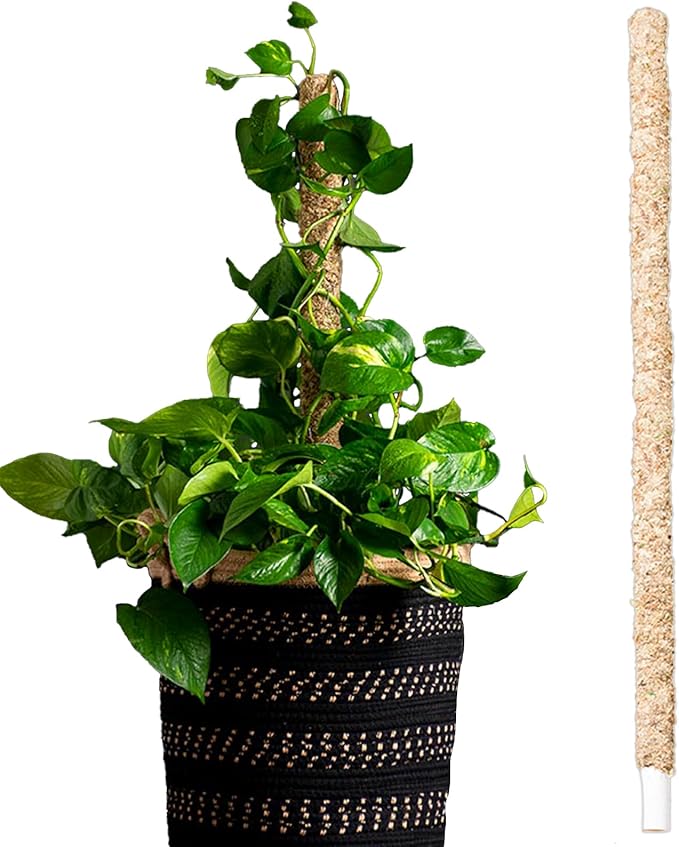 SuperMoss 22211 Sphagnum Moss Pole Long Lasting Climbing Stake for Monstera and Pothos Indoor Plants, Blond