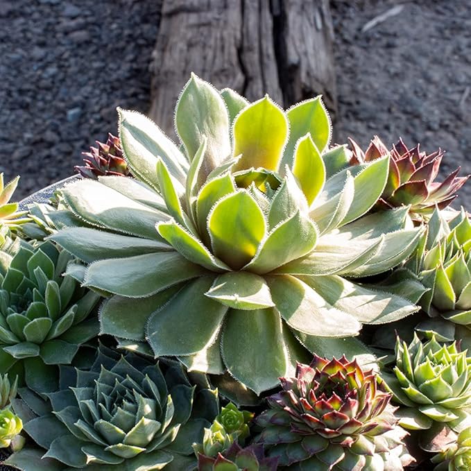 Live Sempervivum Hens and Chicks Succulent Bowl with Mini Plants, Decorative Ceramic Planter by Plants for Pets