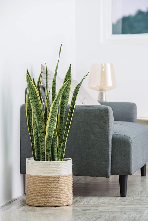 Dahey Jute Spliced Cotton Rope Plant Basket Modern Woven Storage Basket for 10.5" Floor Indoor Planter, Decorative Flower Pots Cover Laundry Bin with Handle Rustic Home Decor, White and Beige