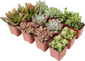 Succulents Plants Live (12PK) Potted Succulent Plants Live House Plants, Cactus Plants Live Plants Indoor Plants Live Houseplants, Indoor Plant Succulents Live Plant House Plant by Plants for Pets