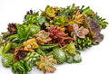 Live Succulent Cuttings (50 Pack) – Assorted Succulent Cuttings (2 to 3 inches) – Succulent Cuttings in Bulk – Succulent Market