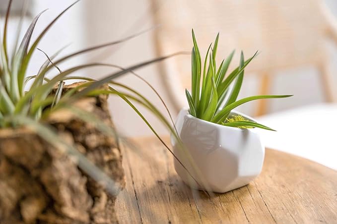 Air Plant Shop White Geometric Holder Sets of 3 with Mixed Air Plants- Wholesale and Bulk - Succulents - Live Tillandsia - Easy Care Indoor and Outdoor House Plants