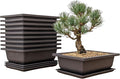 Bonsai Training Pots Humidity Trays - Built in Mesh 8-Inch Large Planters + Made from Durable Shatter Proof Poly-Resin, 9 Pack Pot Set