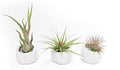 Air Plant Shop White Geometric Holder Sets of 3 with Mixed Air Plants- Wholesale and Bulk - Succulents - Live Tillandsia - Easy Care Indoor and Outdoor House Plants