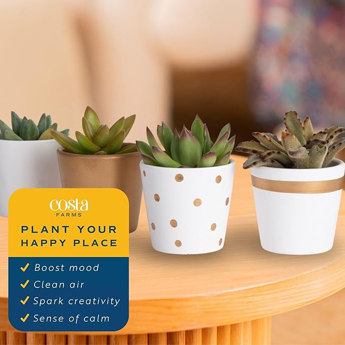 Costa Farms Mini Succulent Live Plants (24-Pack), Tiny Succulents in Decorative Pots, Easy Care Indoor Desk Houseplants, Party Favors, Wedding or Baby Shower, Home or Office Decor Gift