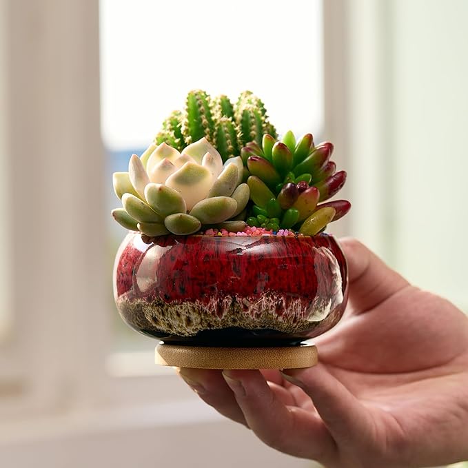 Cute Ceramic Succulent Garden Pots, Planter with Drainage and Attached Saucer, Set of 5 -Plants Not Included (Round+White Border)