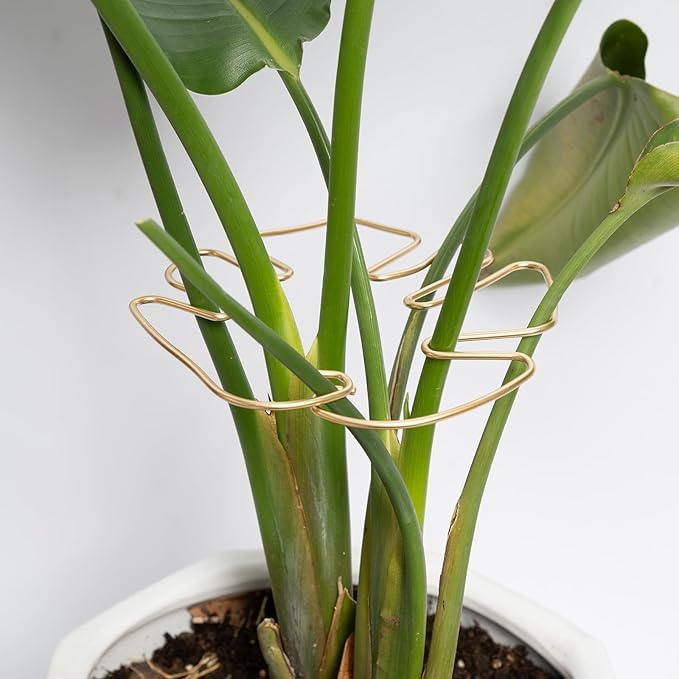 Yohsnor Monstera Stem Support - 5-Piece Durable Plant Support System for Monstera & Turtle Shell Plants -Premium -Quality Leaf Clamps -Easy-to-Use Indoor Garden Stabilizers for Healthy Growth