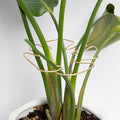 Yohsnor Monstera Stem Support - 5-Piece Durable Plant Support System for Monstera & Turtle Shell Plants -Premium -Quality Leaf Clamps -Easy-to-Use Indoor Garden Stabilizers for Healthy Growth
