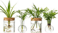Plant Propagation Stations, 2 Style Glass Planter Terrariums, Propagation Vases for Plant, Plant Propagation Jars for Hydroponic Planter Home Office Tabletop Decoration (4)