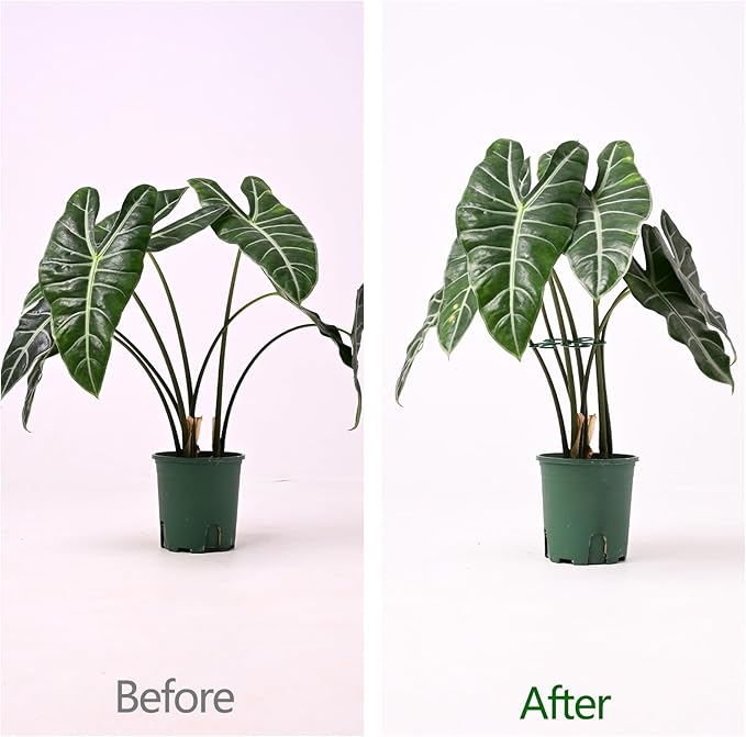Yohsnor 5PCS Monstera Plant Support Hook - 4.1 * 4.4IN, Durable Flexible Stabilizers for Indoor Plants, Metal Stem Supports and Leaf Holders, Easy Tool-Free Operation, Ideal for Fishbone Cactus Care