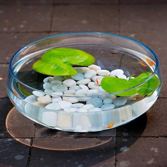 Decor Large Glass Fish Tank Wide Diameter Bowl-Shaped Fish Tank Transparent Turtle Tank Desktop Decoration Hydroponic Plant Container Planter Starter(Small)