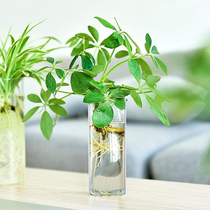 Fasmov 6 Pack Wall Hanging Glass Planters, Terrarium Holders for Air Plants, Succulents, Flowers - Square, Clear Vase Containers for Plant Display and Decoration