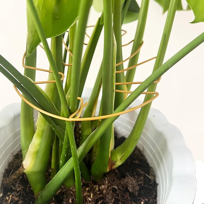 4PCS Adjustable Monstera Plant Support Stakes - Indoor Plants Accessories with Secure Clamps, Easy to Install & Customize for Tall Plants | Durable Metal Design for Healthy Growth