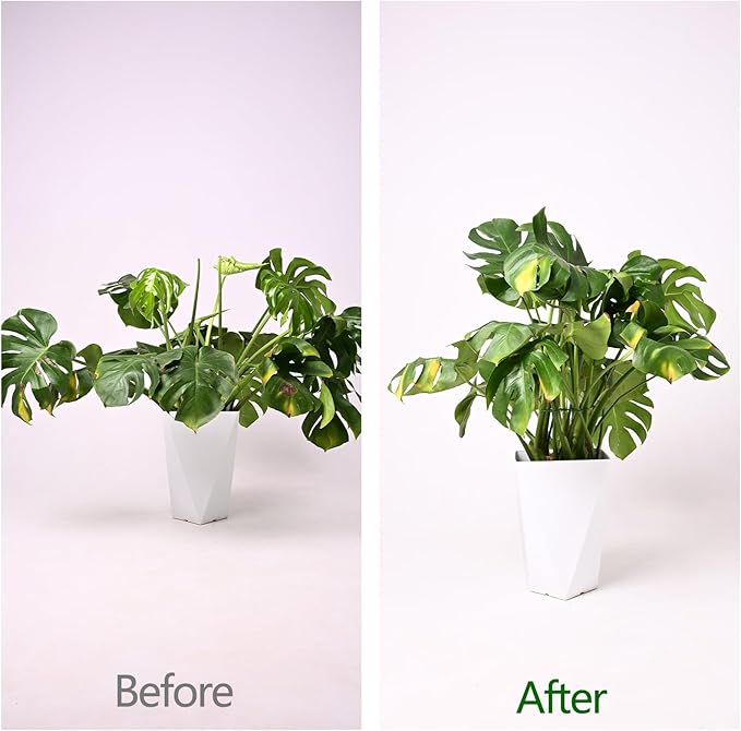 Yohsnor Monstera Plant Stem Support - 5 Pack 6.5"x6.5" Green Metal Stem Stabilizers, Adjustable Ring Clamps for Indoor Plants, Fishbone Cactus, Turtle Shell Bamboo & Climbing Vines
