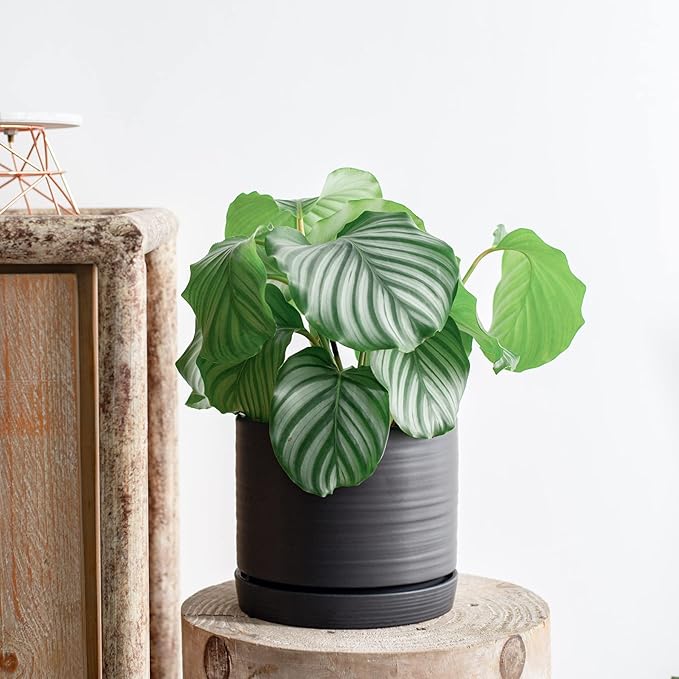 HERDUK 8 Inch Pots for Plants, Ceramic Planter Pot with Drainage Hole & Saucer, Indoor/Outdoor Cylinder Round Planter Pot, Matte Black
