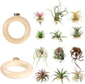 12 Pack Air Plant Holder Magnet Wooden Air Plant Display Stand Small Hanging Planter Wall Mount Holder for Live Tropical Tillandsia Fridge Home Office Decoration Plants Not Included (12, Natural Wood)