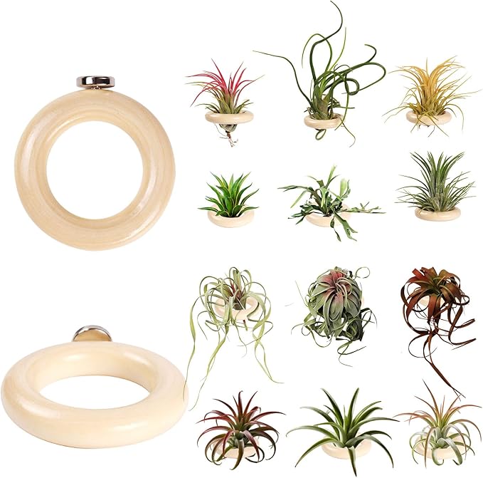 12 Pack Air Plant Holder Magnet Wooden Air Plant Display Stand Small Hanging Planter Wall Mount Holder for Live Tropical Tillandsia Fridge Home Office Decoration Plants Not Included (12, Natural Wood)