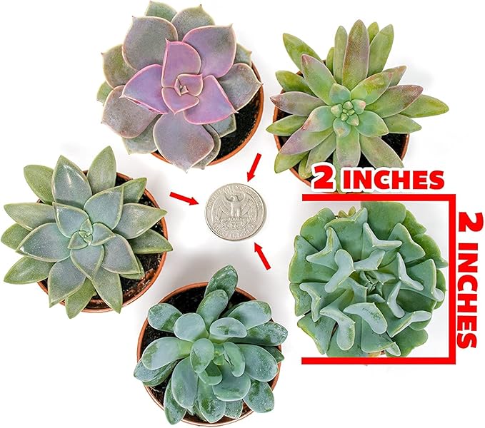 Altman Plants, Live Succulent Plants (12 Pack) Assorted Potted Succulents Plants Live House Plants in Cacti and Succulent Soil Mix, Cactus Plants Live Indoor Plants Live Houseplants in Planter Pots