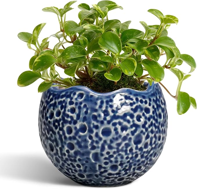 4 Inch Plant Pots - Small Ceramic Planter with Drainage Hole, Succulent Pots for Indoor Outdoor, Unique Round Planter, Modern Decorative Flower Pot, Desk Decor, Plant Lovers Gifts, Blue