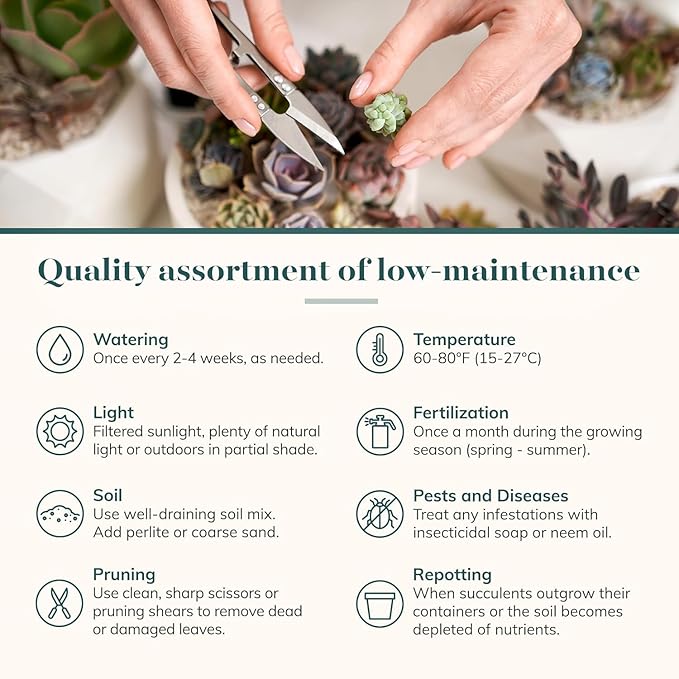 Shop Succulents Pastel Succulent Plant Pack Bulk Collection - Live Mini Succulent Plants, Low Maintenance, Bright & Serene Colors & Textures - Wedding and Party Favors, Gift & Garden, Pack of 64