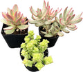 Sprout N Green Crassula Succulent Collection, 3 Live Succulent Plant Fully Rooted in 2in Starter Pot, Home Office Indoor Outdoor Wedding Decoration DIY Projects Party Favor, Must Keep Away from Pets