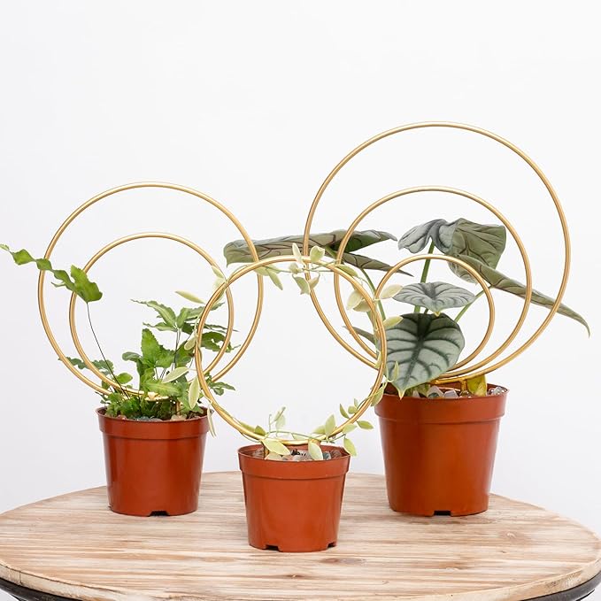 YOHSNOR Hoya Trellis for Indoor Plants - Set of 3 Stylish Metal Plant Supports for Climbing Houseplants - Durable Design for Small Potted Plants with Increased Height Support