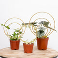 YOHSNOR Hoya Trellis for Indoor Plants - Set of 3 Stylish Metal Plant Supports for Climbing Houseplants - Durable Design for Small Potted Plants with Increased Height Support