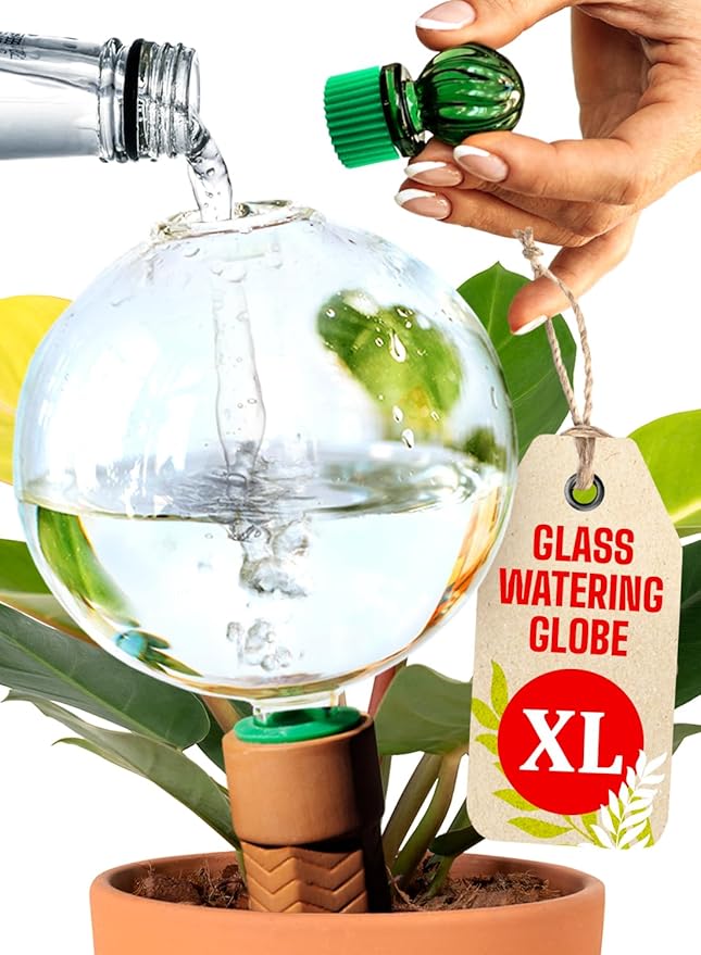 16 Oz Plant Watering Globes for Indoor Plants with Terracotta Self Watering Planter Insert - Premium XL Glass Hand-Blown Globe - Automatic Indoor Planter Waterer, Gift Idea for Gardeners [1, Clear]