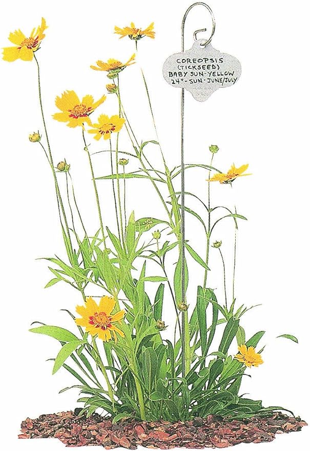 Bosmere Wren H436 Professional 21-Inch Stainless Steel Stake with Stainless Steel Re-Usable Plant Tag, 6-Pack