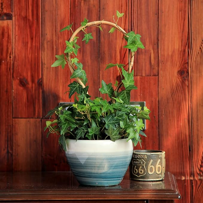 COLOtime 3Pack Bamboo Trellis 16 Inch Round Shaped Small Plant Trellis for Indoor Potted Plants Climbing Monstera Orchid Vine Hoya Houseplant