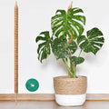 Moss Pole Monstera Plant Support, 28in Bendable & Sturdy Plant Holder Stick for Pothos Vines, Philodendron, Fishbone Cactus & Indoor Tropical Houseplants, Made for Coco Coir