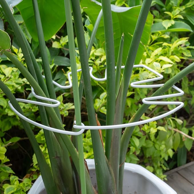 YOHSNOR 5PCS Monstera Plant Stem Support White 9 * 7.6in - Durable Stake Holder for Indoor Climbing Plants, Adjustable Installation Ideal for Fishbone Cactus and Plant Enthusiasts