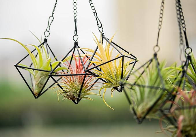 Small Air Plants Holders Black Hanging Airplants Hangers Iron Wire Airferns Display Frame Geometric Tillandsia Air Planter with Chains for Wall Mounted Himmeli Decor 6pcs(No Plants)