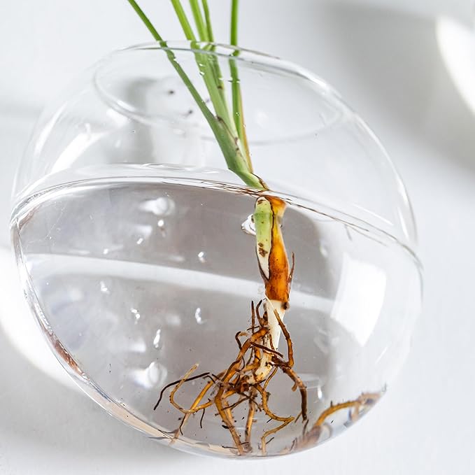 Wall Mount Plant Propagation Station - Clear Hydroponic Glass Vase, Oblate Planter for Indoor Plants | Perfect for Home, Office, Bathroom Decor | Gift for Plant Lovers (4)