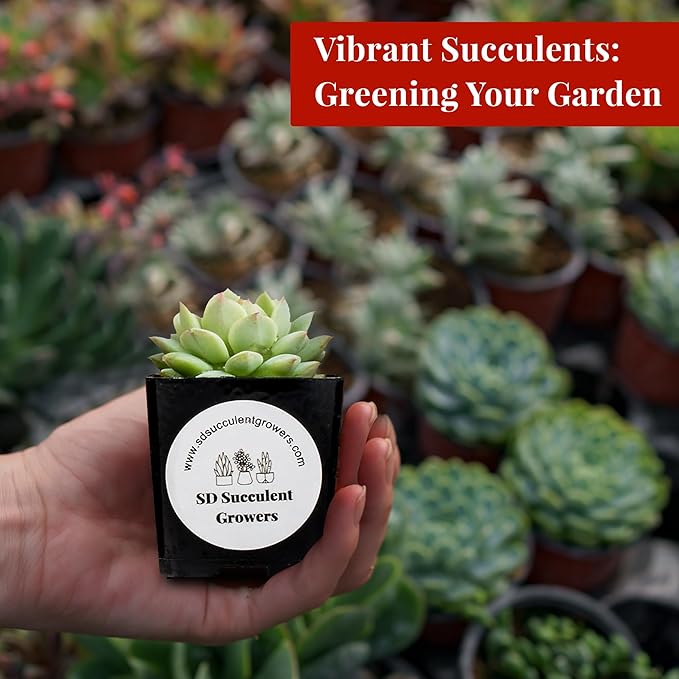 Live Succulents Plants Mystery Pack - Variety of Well Rooted Plants in 2 Inch Pots - Real, Small, Assorted Houseplants for Indoor, DIY, Home Decor, Wedding, or Birthday Gifts (4 Pack)