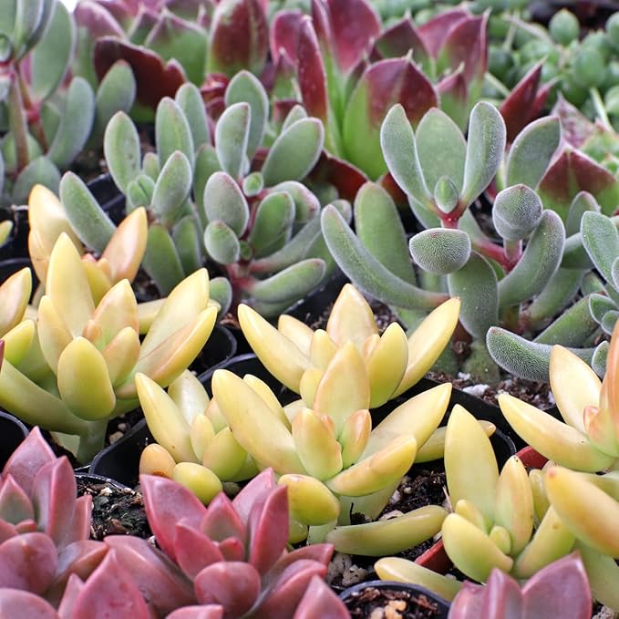 Mountain Crest Gardens Assorted Succulents Bulk Pack - 50 Live Plants in 2 Inch Pots - Real Indoor/Outdoor Succulents for DIY, Gifts, Weddings, and Home Decor
