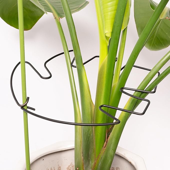 Yohsnor 5PCS Monstera Plant Stem Support - 11 * 9.4 Inches, Durable Metal Stake Holder, Adjustable for Indoor Plant Leaf Support. Gentle Clips for Enhanced Stability for Plant Lovers!