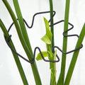 Yohsnor Monstera Plant Stem Support Set of 5 - Durable Stabilizers for Monstera and Climbing Plants - Ideal for Plant Lovers and Garden Care