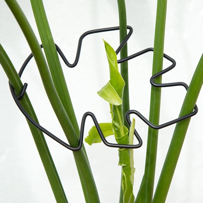 Yohsnor Monstera Plant Stem Support Set of 5 - Durable Stabilizers for Monstera and Climbing Plants - Ideal for Plant Lovers and Garden Care