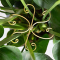 Yohsnor 6.5IN Monstera Plant Support Hook 5PCS Durable Stem Stabilizer for Indoor Plants | Easy Setup 5-Piece Set Ideal for Turtle Shell Leaf Support Ideal Present for Plant Lovers & Home Garden Décor