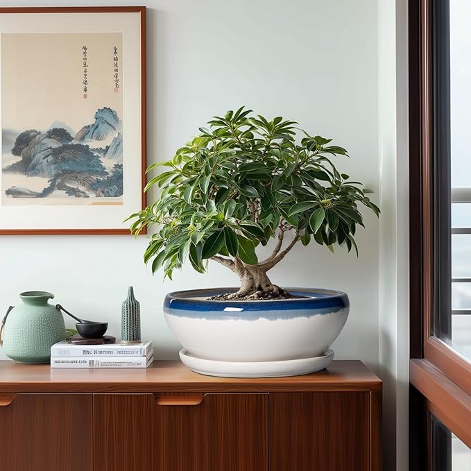 SQOWL Bonsai Tree Pots - 12 Inch Ceramic Succulent Planters, Large Bonsai Pot with Drainage Hole and Tray, Shallow Planter Indoor, Bowl Round Planter, Home Decor, Plant Lover Gift, Blue Off-White
