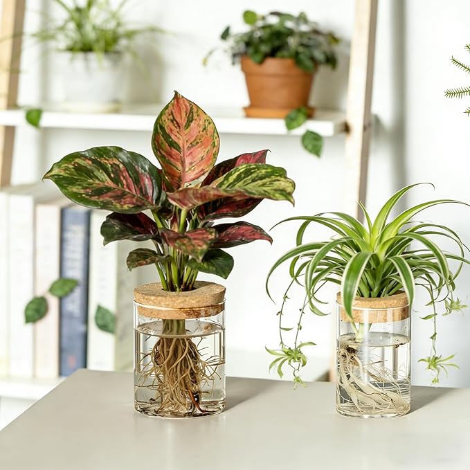 Dahey 4Pcs Glass Plant Propagation Stations Desktop Propagation Vases for Plants, 2 Large Planters Jars & 2 Small Pots Vases for Indoor Hydroponic Plant Cuttings, Living Room Home Office Bedroom Decor