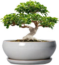 SQOWL 12 Inch Bonsai Pots - Large Ceramic Succulent Pots with Drainage Hole and Saucer, Shallow Planter for Indoor Outdoor Plants Flowers, Round Planter Bowl, Garden Decor, Gifts for Women, Gray
