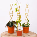 Yohsnor 3PCS DNA Plant Trellis Indoor and Outdoor - Lightweight Metal Trellis for Potted Plants, Hoya & Pothos Climbing Support, Artistic Geometric Design, Durable & Easy Installation