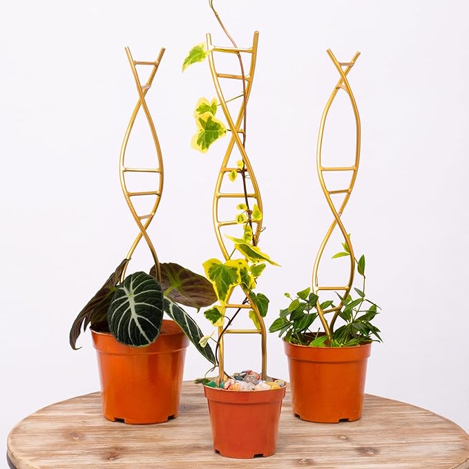 Yohsnor 3PCS DNA Plant Trellis Indoor and Outdoor - Lightweight Metal Trellis for Potted Plants, Hoya & Pothos Climbing Support, Artistic Geometric Design, Durable & Easy Installation