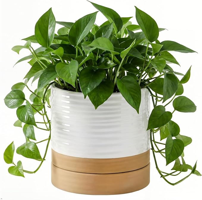 HASENSE 6 Inch Indoor Plant Pot, Ceramic Flower Planter with Drainage Hole and Saucer, Modern Pots for Plant with Two-Tone Design, Perfect for Wedding Birthday Gift, White-Brown