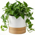 HASENSE 6 Inch Indoor Plant Pot, Ceramic Flower Planter with Drainage Hole and Saucer, Modern Pots for Plant with Two-Tone Design, Perfect for Wedding Birthday Gift, White-Brown
