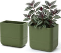 Phoenix Vine 6.5 Inch Wall Mounted Self-Watering Planter Pot for Indoor Houseplants and Herbs | Hanging Planter for Window Sills, Bathroom Walls, Home & Office Décor, Olive, Set of 2, 01-C-F-2