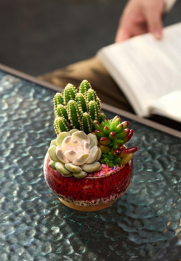 Cute Ceramic Succulent Garden Pots, Planter with Drainage and Attached Saucer, Set of 5 -Plants Not Included (Round+White Border)